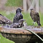 backyard need a birdbath
